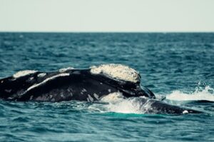 Ballenas en Puerto Madryn