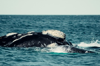 Ballenas en Puerto Madryn