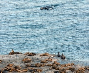 Lobos marinos y ballena austral en Golfo Nuevo