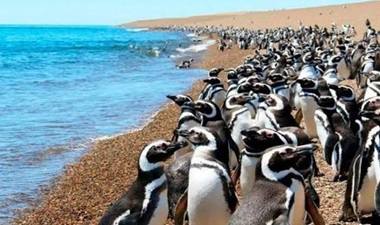 Pingüinera en Punta Tombo